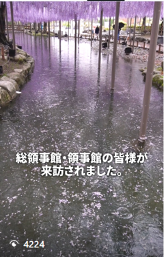 尾張津島藤まつりに領事館の皆さまがお越しになりました