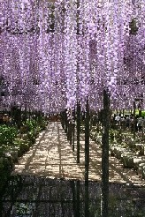 天王川公園、藤の写真