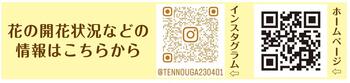 開花状況２次元コード