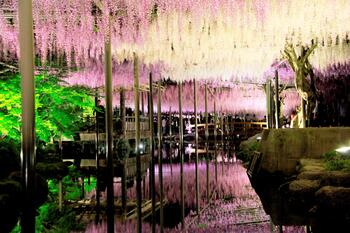藤まつりライトアップ